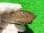画像1: ハイポクサガメP.Het.アルビ９　ＳＡＬＥ１ (1)