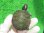 画像2: キタアカハラガメ７　ＳＡＬＥ！