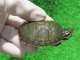 キタアカハラガメ６　ＳＡＬＥ！