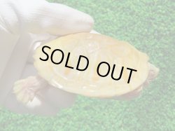 画像1: フロリダアカハラガメ・Ｔ-アルビノ　ＳＡＬＥ！