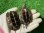 画像3: ハイポクサガメセットP.Het.アルビ14　 (3)