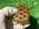 画像6: フロリダドロガメ３