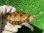 画像1: フロリダドロガメ３ (1)