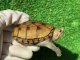 フロリダドロガメ３