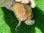 画像4: ハイポパステルクサガメP.Het.アルビ12　