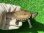 画像1: ハイポクサガメP.Het.アルビ11　 (1)