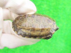 画像1: パステルクサガメ5　ＳＡＬＥ！1,000円OFF