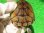 画像7: ミシシッピニオイガメ47（ハイポ血統♀）
