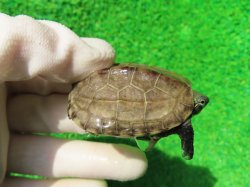 画像1: ハイポクサガメP.Het.アルビノ20　
