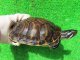 ペニンシュラクーター・セレクト