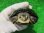 画像5: サルディーニャヌマガメ９