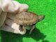 ハイポクサガメP.Het.アルビノ18　