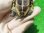 画像6: ハイポクサガメP.Het.アルビノ20　