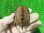 画像2: ハイポクサガメP.Het.アルビノ20　