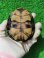 画像12: サルディーニャヌマガメ９