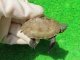 ハイポクサガメP.Het.アルビノ19　