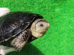 画像1: サルディーニャヌマガメ９