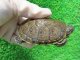 タバスコクジャクガメ12　