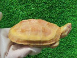 画像1: Ｔ-アルビノクサガメ17
