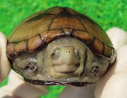 画像1: ペンシルバニアドロガメ８