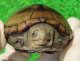 ペンシルバニアドロガメ８