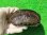 画像1: クサガメP.HetＴ-アルビノ♀　ＳＡＬＥ！ (1)