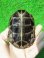 画像10: クサガメP.HetＴ-アルビノ♀　ＳＡＬＥ！