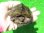 画像6: クサガメP.HetＴ-アルビノ♀　ＳＡＬＥ！