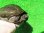 画像4: クサガメP.HetＴ-アルビノ♀　ＳＡＬＥ！