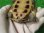 画像8: タイリクミナミイシガメ15（チュウゴクＦ）ＳＡＬＥ！
