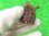 画像5: ハナナガドロガメ１