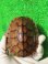 画像3: タイリクミナミイシガメ16（チュウゴクＦ）ＳＡＬＥ！