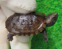 画像1: ハナナガドロガメ１