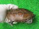 ハイポクサガメP.Het.アルビノ18　