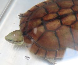 画像1: タイリクミナミイシガメ16（チュウゴクＦ）ＳＡＬＥ！