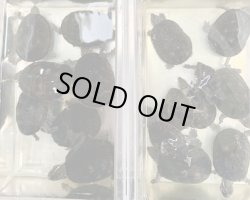 画像1: ミシシッピニオイガメお任せ　ＳＡＬＥ！