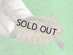 画像1: タイリクミナミイシガメ17（ベトナムＦ）ＳＡＬＥ！
