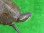 画像3: タバスコクジャクガメ14　