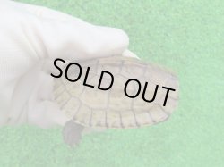 画像1: タイリクミナミイシガメ18（ベトナムＦ）ＳＡＬＥ！