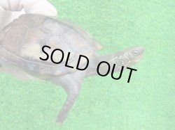 画像1: パイドクサガメ６　ＳＡＬＥ！
