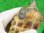 画像8: パステルスーパーハイポクサガメP.Het.アルビノ20　