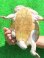 画像9: ジーベンロックナガクビガメ