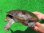 画像2: ジーベンロックナガクビガメ