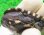 画像1: オーストラリアナガクビガメ１ (1)