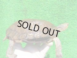画像1: バーバーアカスジヤマガメ　ＳＡＬＥ！ＳＡＬＥ！ＳＡＬＥ！