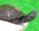 画像1: カントンクサガメ32　ＳＡＬＥ！ (1)