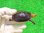 画像1: チュウゴクセマルハコガメ１ (1)