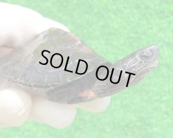 画像1: カントンクサガメ30　ＳＡＬＥ！