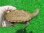 画像1: パステルスーパーハイポクサガメP.Het.アルビノ21 (1)
