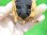 画像12: チュウゴクセマルハコガメ１